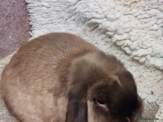 Mini Lop rabbits for sale: Beautifull freindly minilop Does &bucks - Advert 2