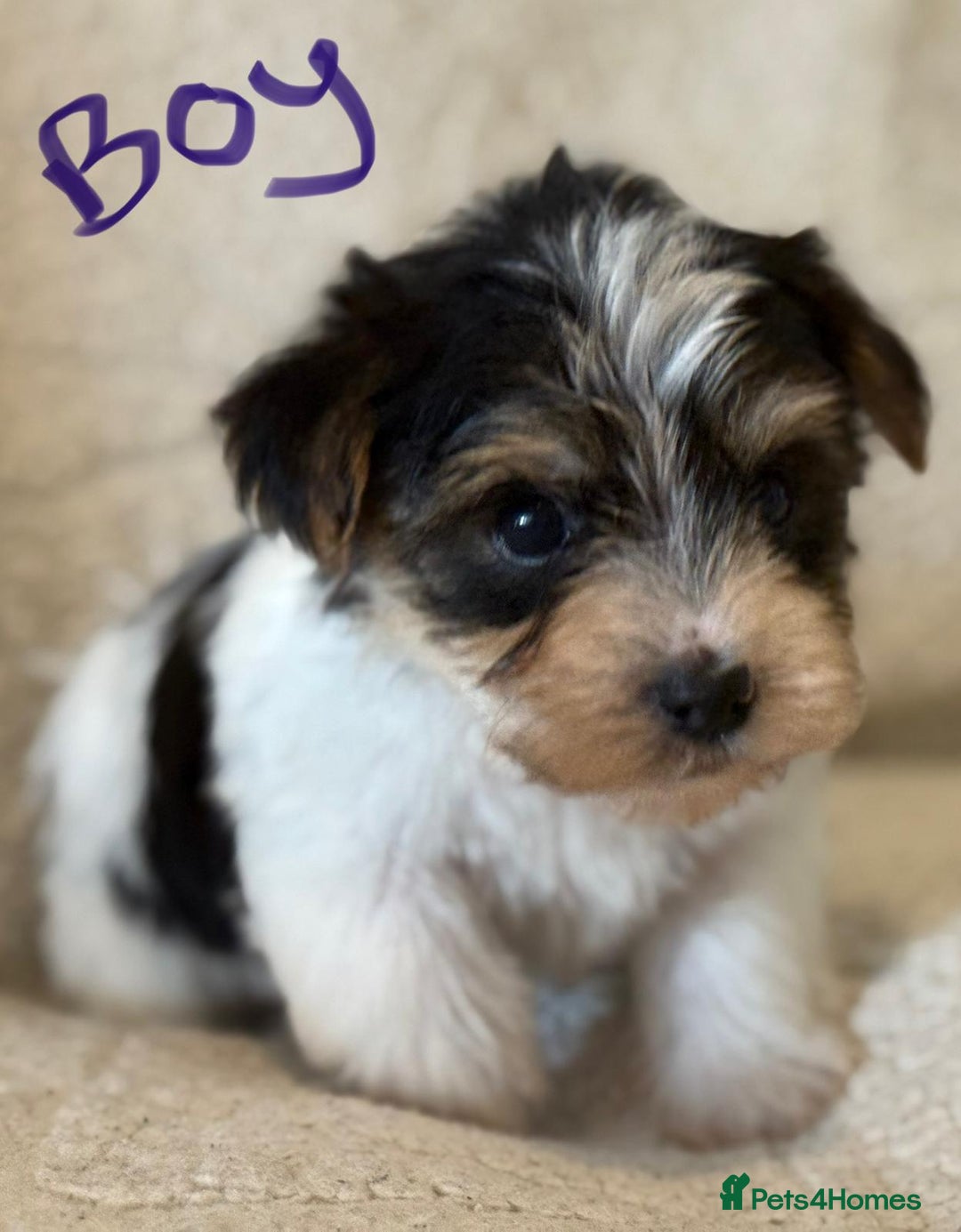 Biewer Terrier dogs for sale: Biewer terrier - Image 10