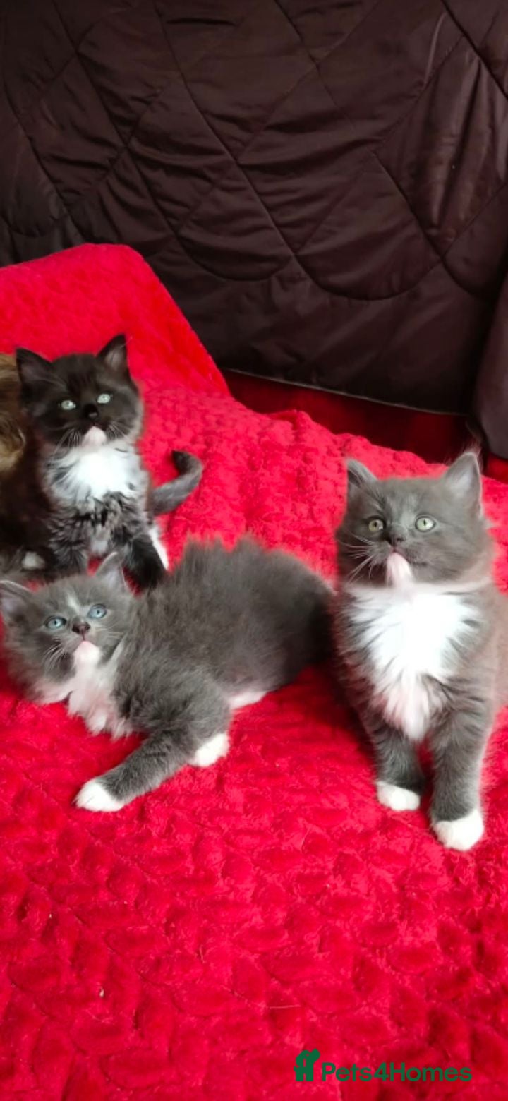 Mixed Breed cats KITTENS - Advert 2