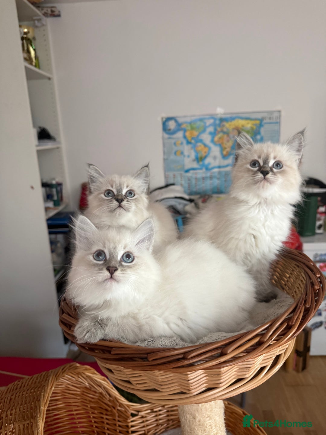 Siberian cats for sale: Hypoallergenic Siberian Neva Masquerade kittens - Advert 9