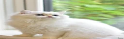 British Longhair cats for sale: TICA Pedigree Top Quality British Long Hair Kitten - Advert 7