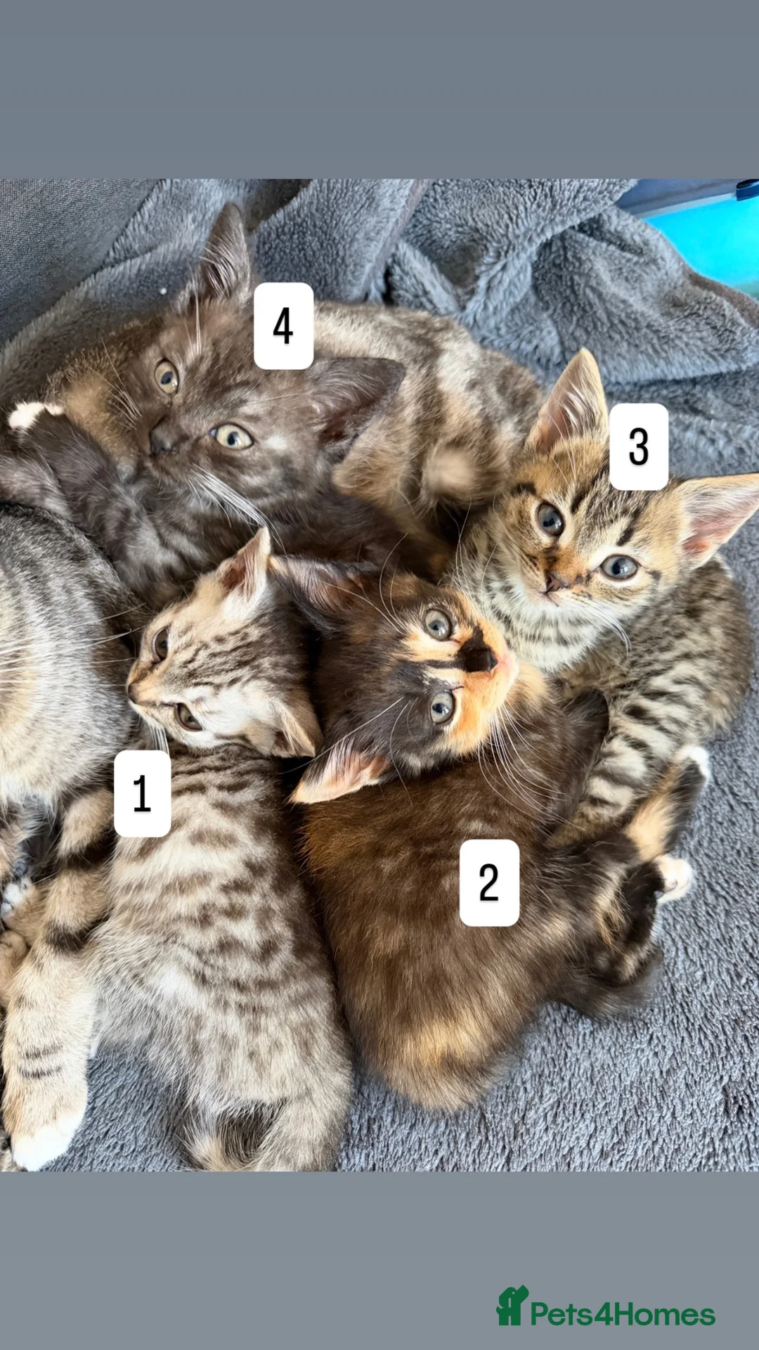 Mixed Breed cats for sale: 4 kittens  - Advert 2