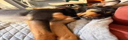 Mixed Breed dogs for adoption: Meet Max 💔 This poor boy hasn't had an easy life. in Jedburgh - Advert 5