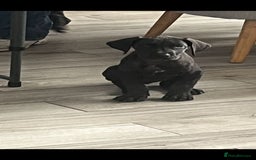 Great Dane dogs for sale: 7 left -12 beautiful Great Dane puppies black/blue - Image 6