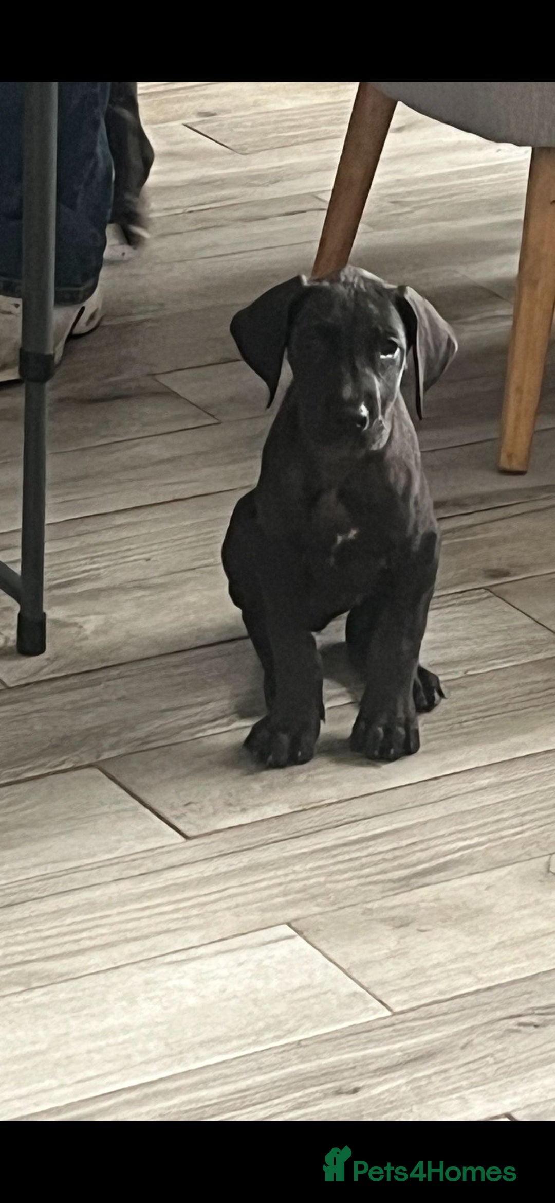 Great Dane dogs for sale: 7 left -12 beautiful Great Dane puppies black/blue - Image 6