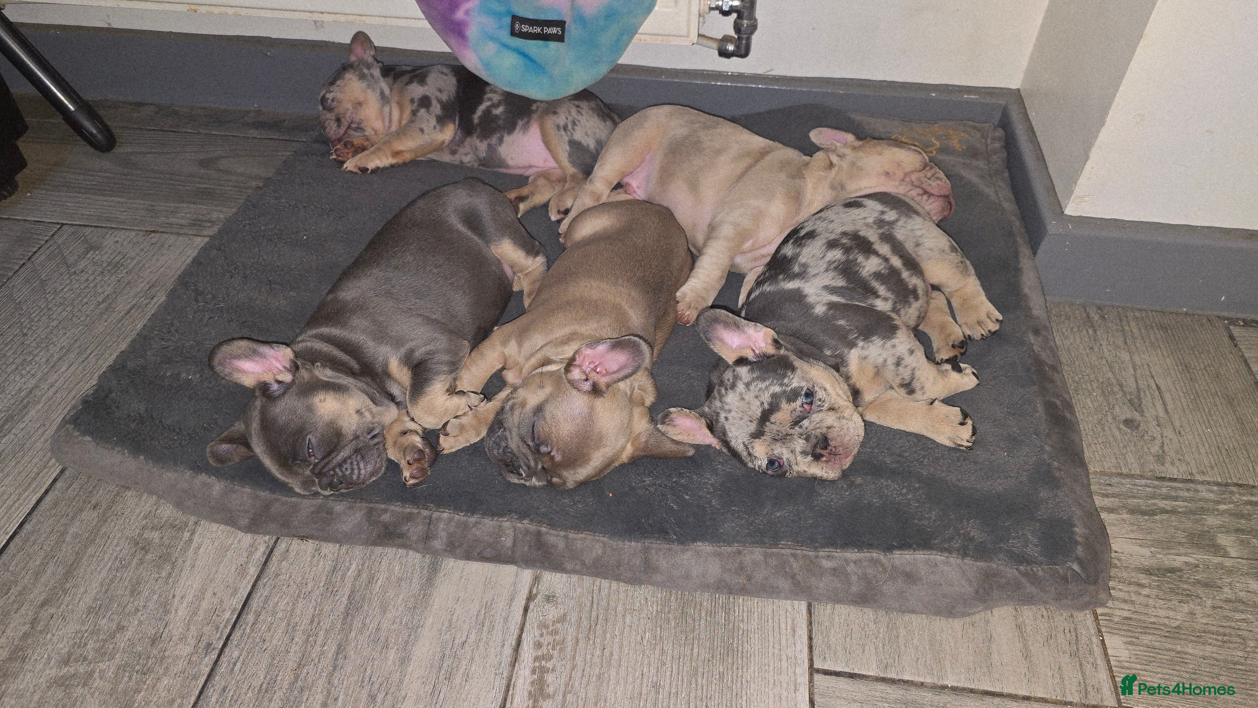 French Bulldog dogs Stunning french bulldog puppies - Advert 3