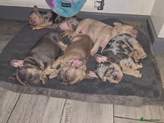 French Bulldog dogs Stunning french bulldog puppies - Advert 3