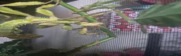 Stick Insects invertebrates for sale: Colony of Macleay's spectres - Advert 1