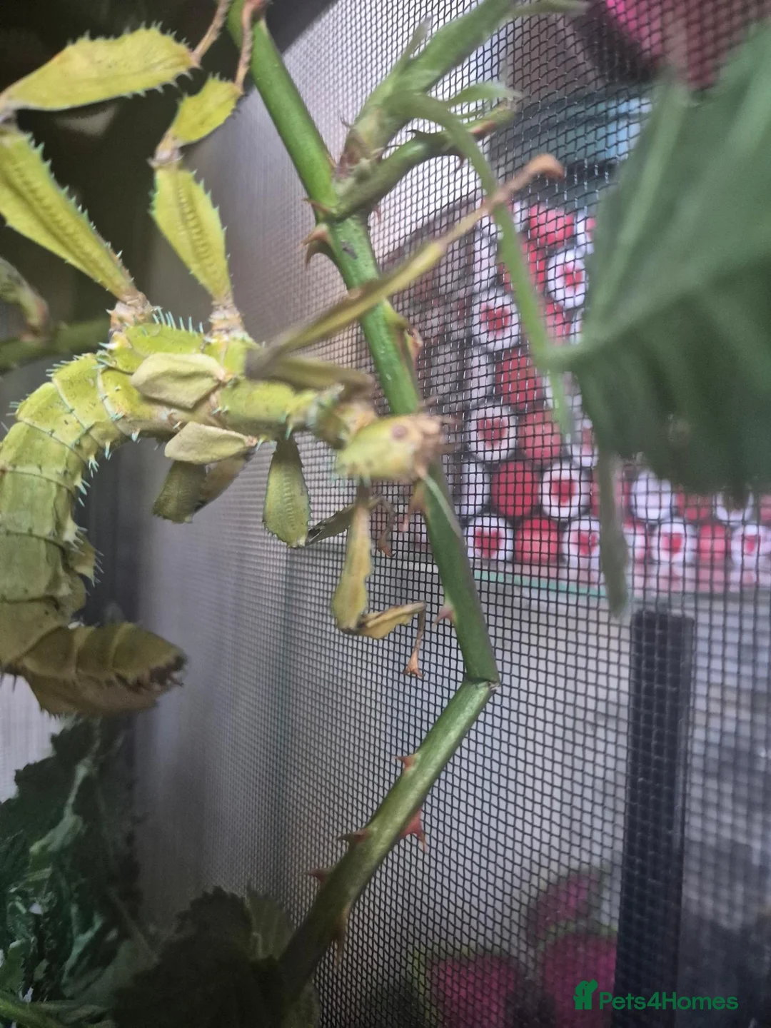 Stick Insects invertebrates for sale: Colony of Macleay's spectres - Advert 1