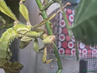Stick Insects invertebrates Colony of Macleay's spectres - Advert 11