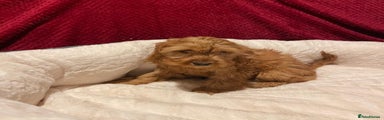 Cavapoo Puppy 2