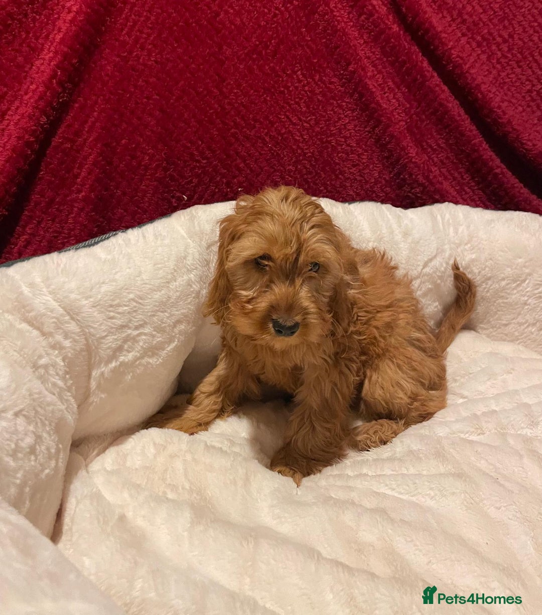 Cavapoo dogs for sale: Cavapoo puppies  - Advert 6