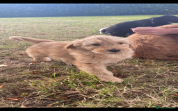 Aussiedoodle dogs for sale: Last Boy AussieDoodle Fully Vaccinated/Vet checked - Image 24