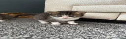Ragdoll cats for sale: Stunning 3/4 Ragdoll Male Kitten in Motherwell - Advert 1