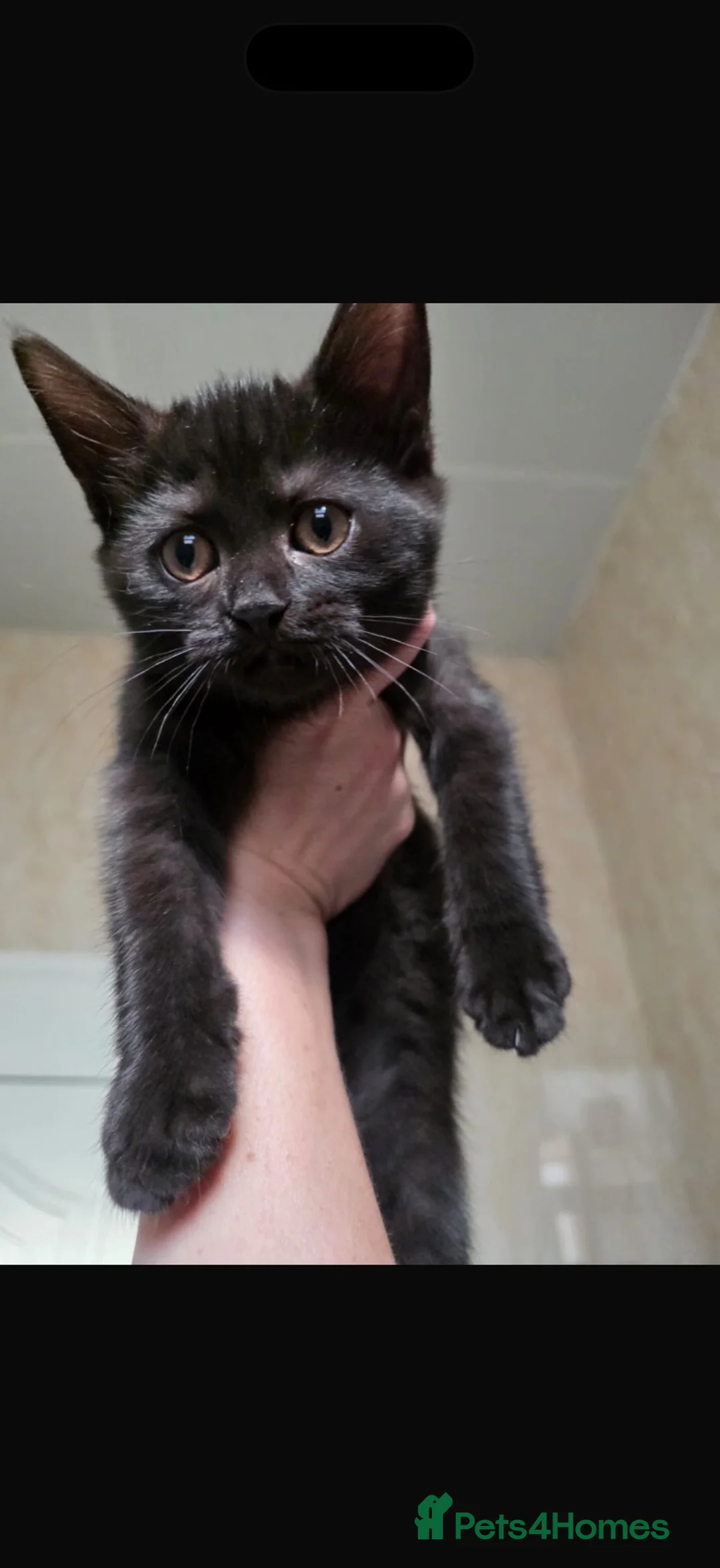Arabian Mau cats for adoption: Horatio Nelson - Advert 2