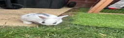 Mixed Breed rabbits for sale: 3 Mini Rex Lops in Weymouth - Advert 6