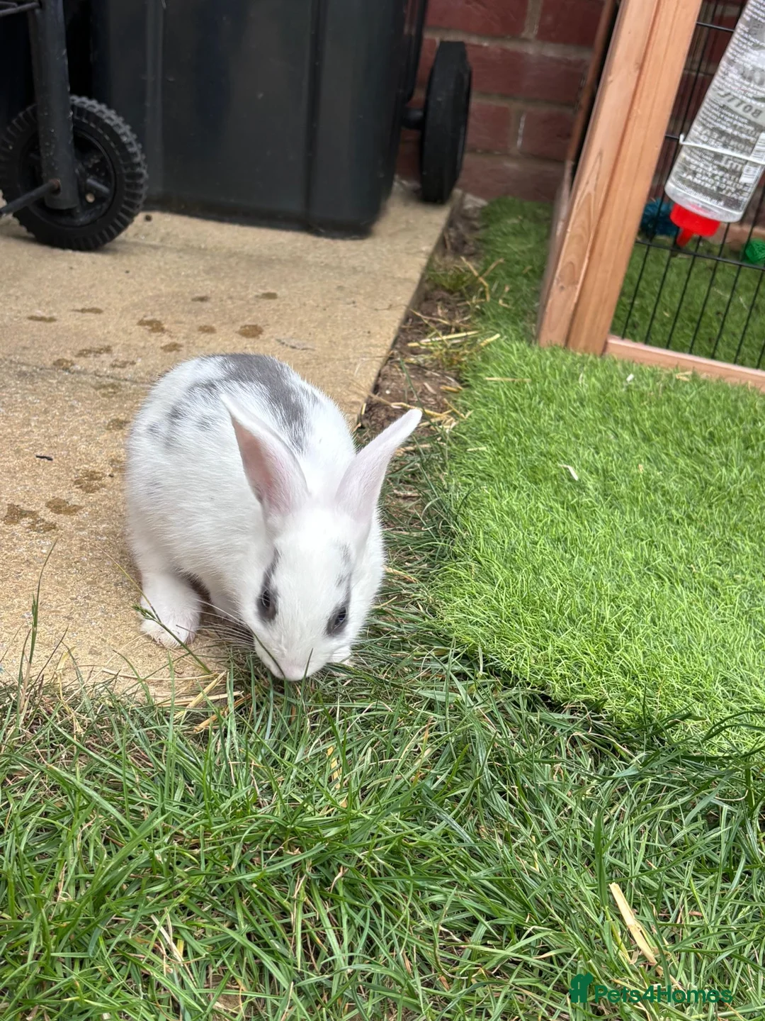 Mixed Breed rabbits for sale: 3 Mini Rex Lops (1 left, white and grey markings) - Advert 2