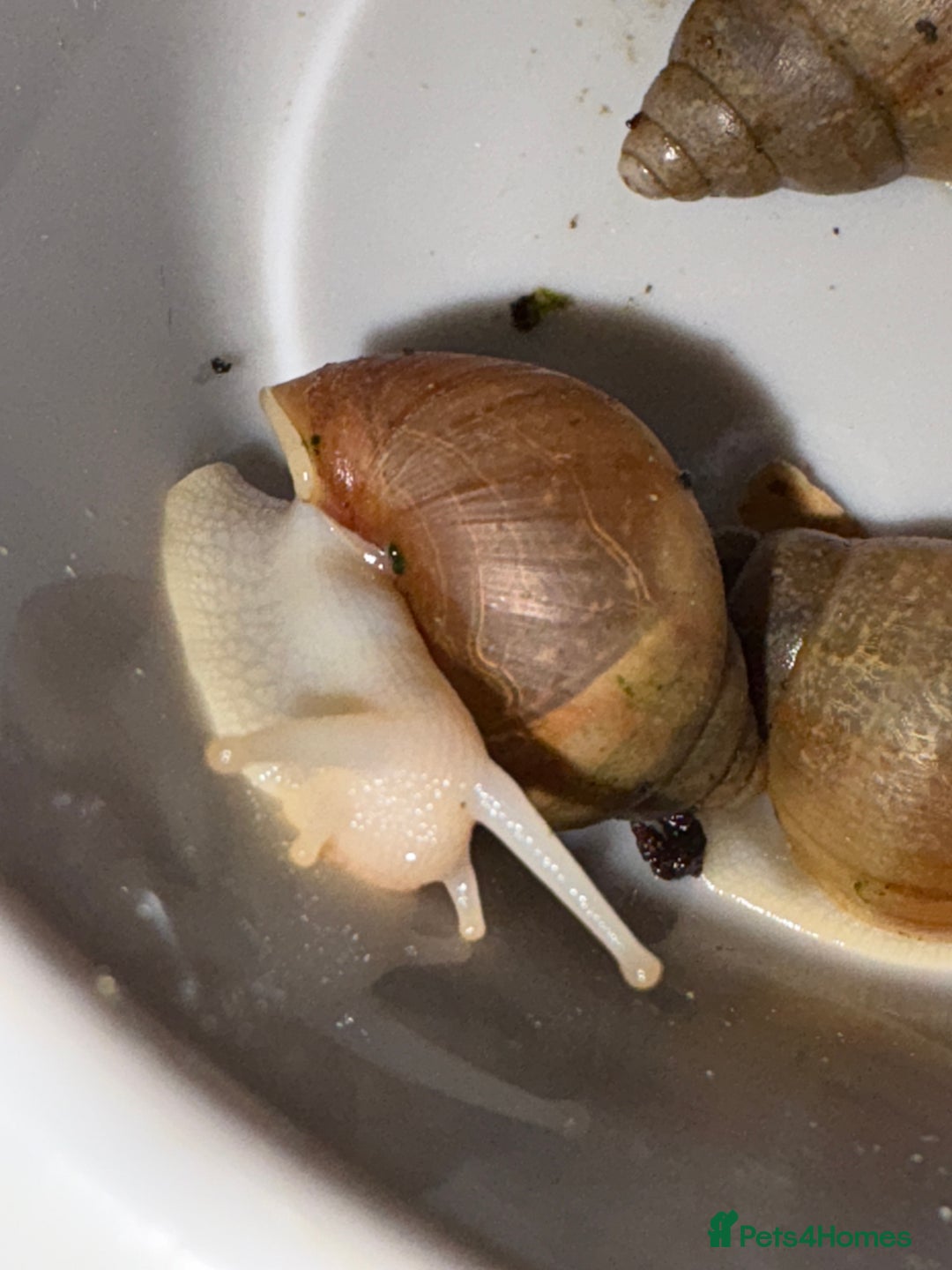 Snails invertebrates for sale: Giant African land snails  - Image 6