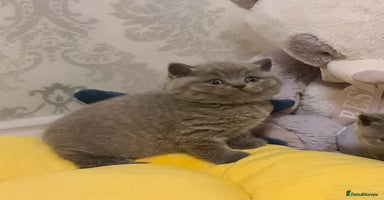 British Shorthair cats - Advert 1