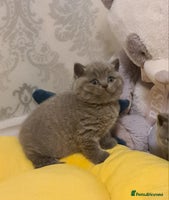 British Shorthair cats - Advert 1