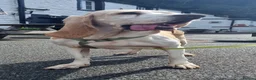 Mixed Breed dogs for adoption: Roma - Sabueso (Spanish Hound)  - Advert 6