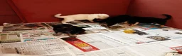 German Shepherd dogs for sale: Stunning KC reg German Shepherd pups - Advert 5