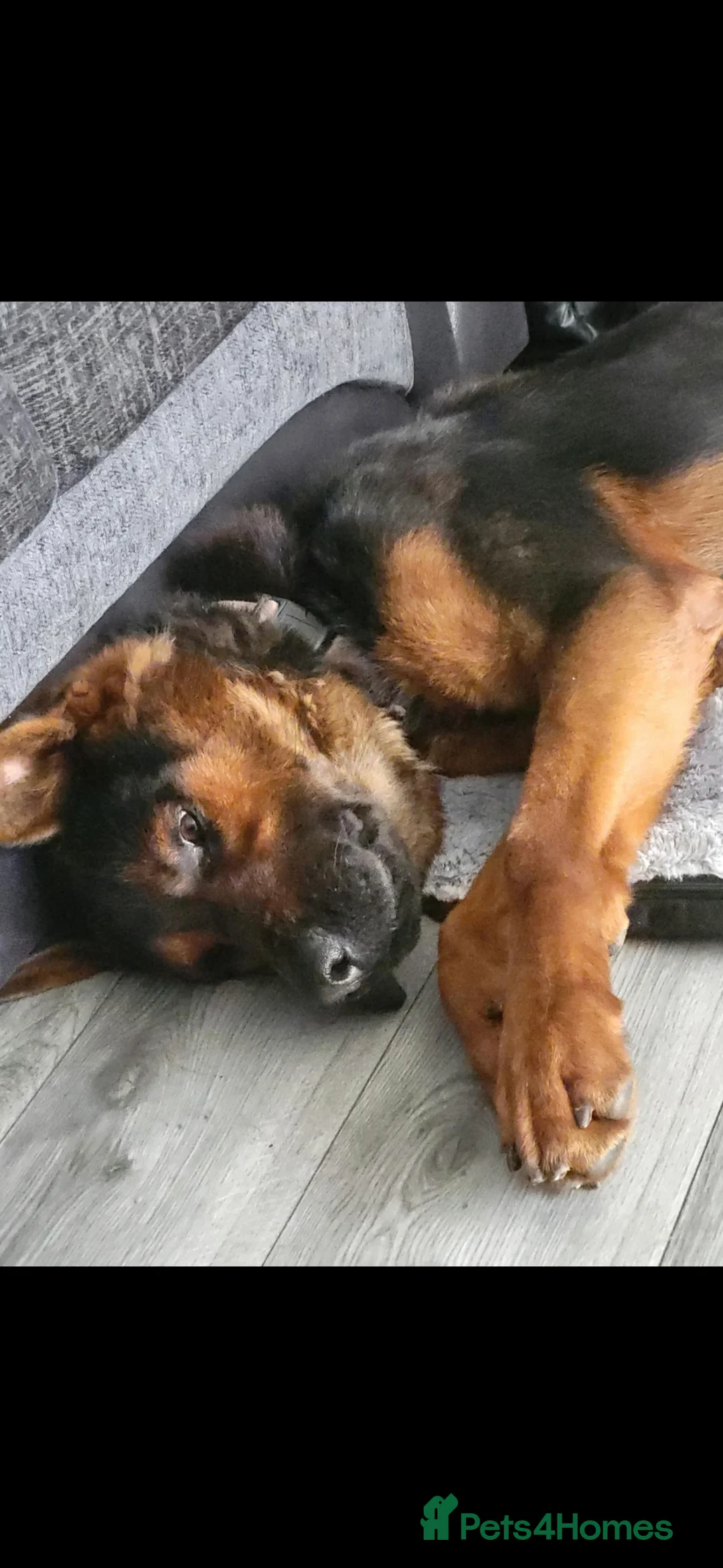 Mixed Breed dogs for sale: Tyson Chinese red dog/German shepherd  - Advert 6