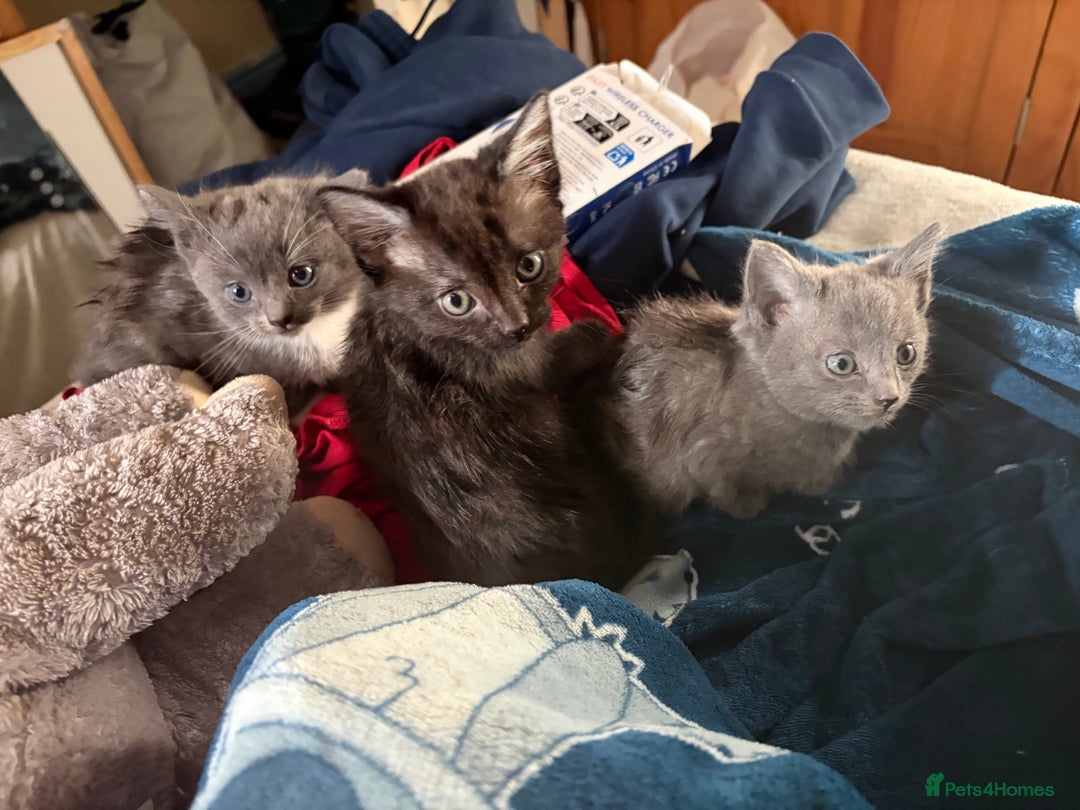 Mixed Breed cats for sale: Half ragdolls cuddly, all girls, ready now - Advert 8