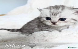 British Shorthair cats for sale: Beautiful silver British shorthair kittens - Image 5