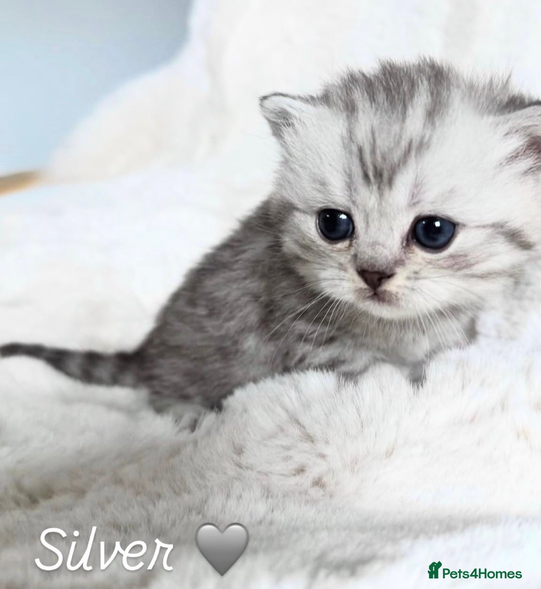 British Shorthair cats for sale: Beautiful silver British shorthair kittens - Image 5