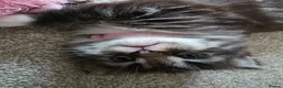 Mixed Breed cats for sale: 3 adorable kittens - Advert 5