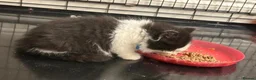 British Shorthair cats for sale: beautiful british shorthair and longhair kittens  - Advert 24