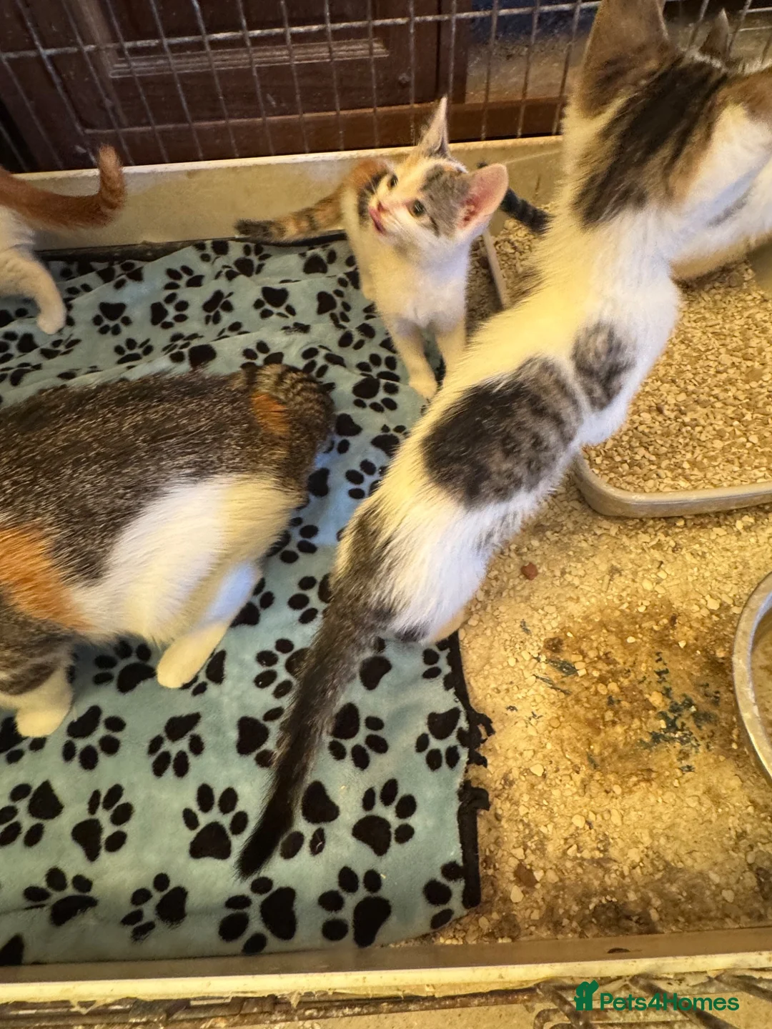 Mixed Breed cats for sale: Kittens mixed litter - Advert 5