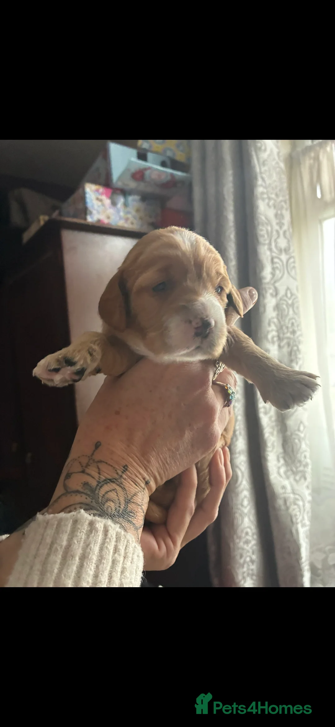 Cockapoo dogs for sale: F1B Red and fox red cockapoo litter - Advert 12