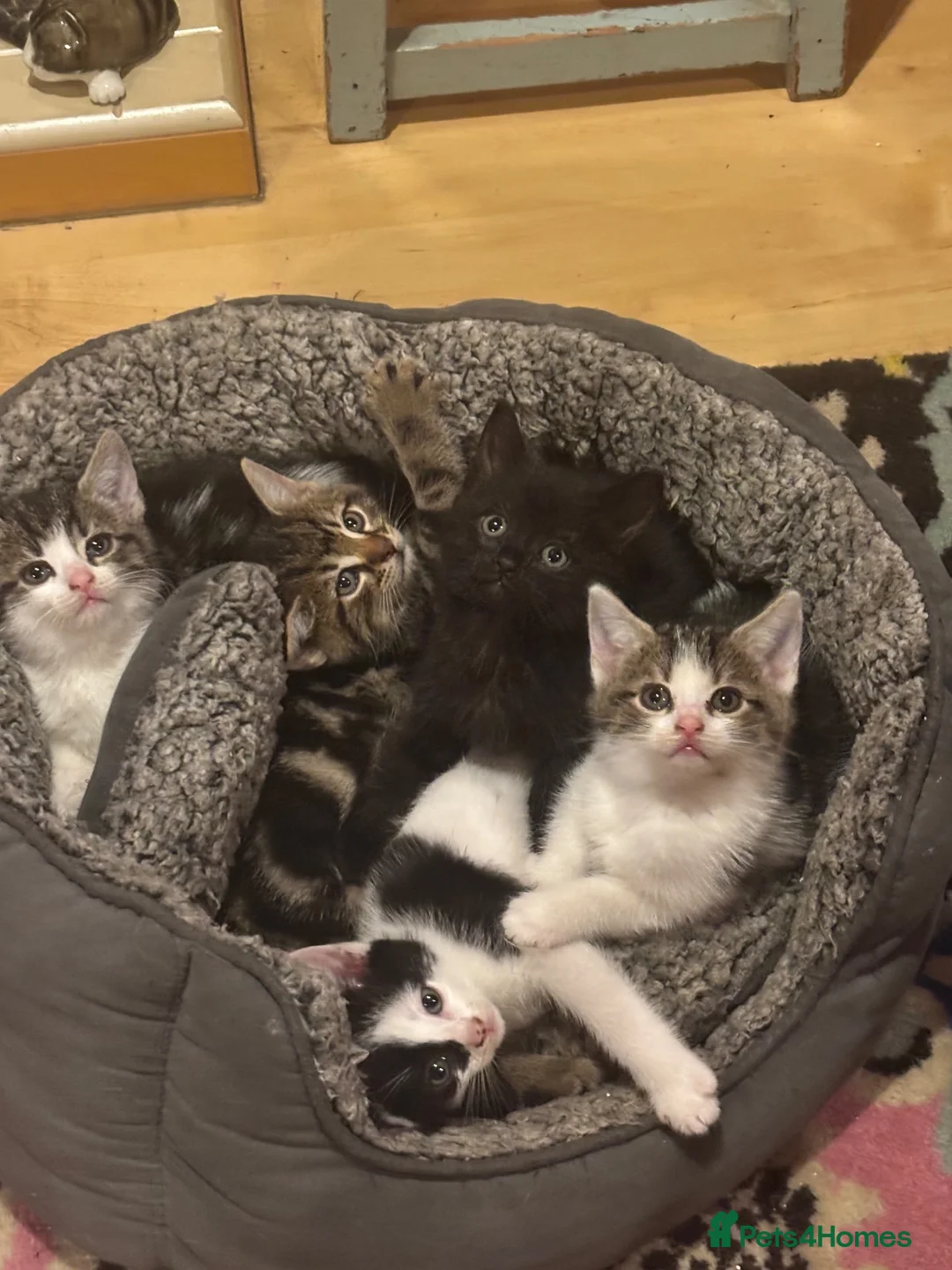 Mixed Breed cats for sale: Kittens for sale in West Bromwich - Advert 1
