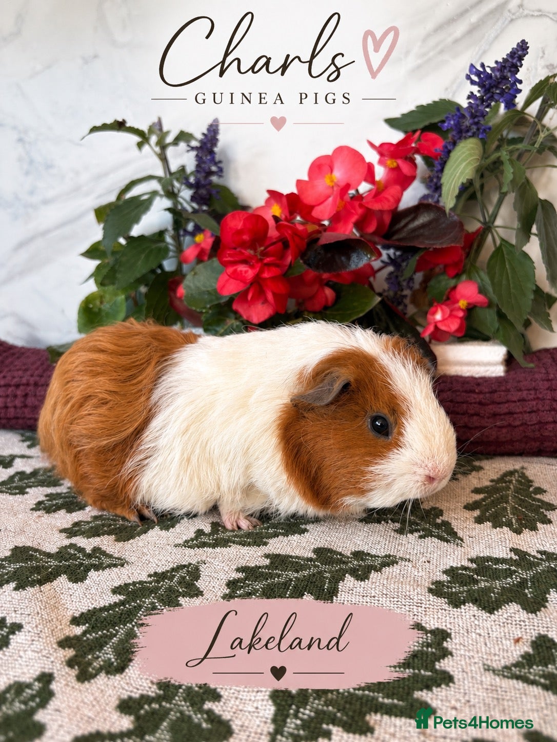 Guinea Pig rodents LOTS !!! very Friendly baby boy guinea pigs 🩵 - Advert 2