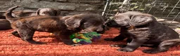 Labradoodle dogs for sale: 🐾 Beautiful Dark Chocolate Labradoodle pups - Advert 12