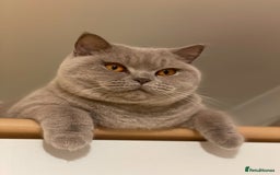British Shorthair cats for sale:   Pedigree British Shorthair female - Image 1