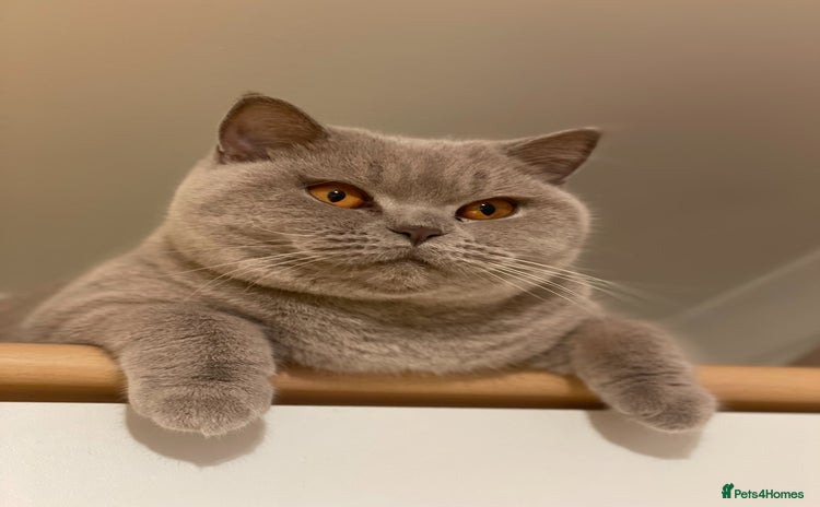 British Shorthair cats for sale - Advert 2