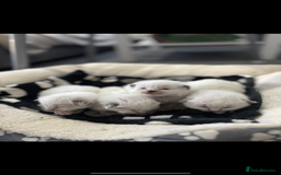 Ragdoll cats for sale: 4 blue point Ragdoll kittens  - Image 4