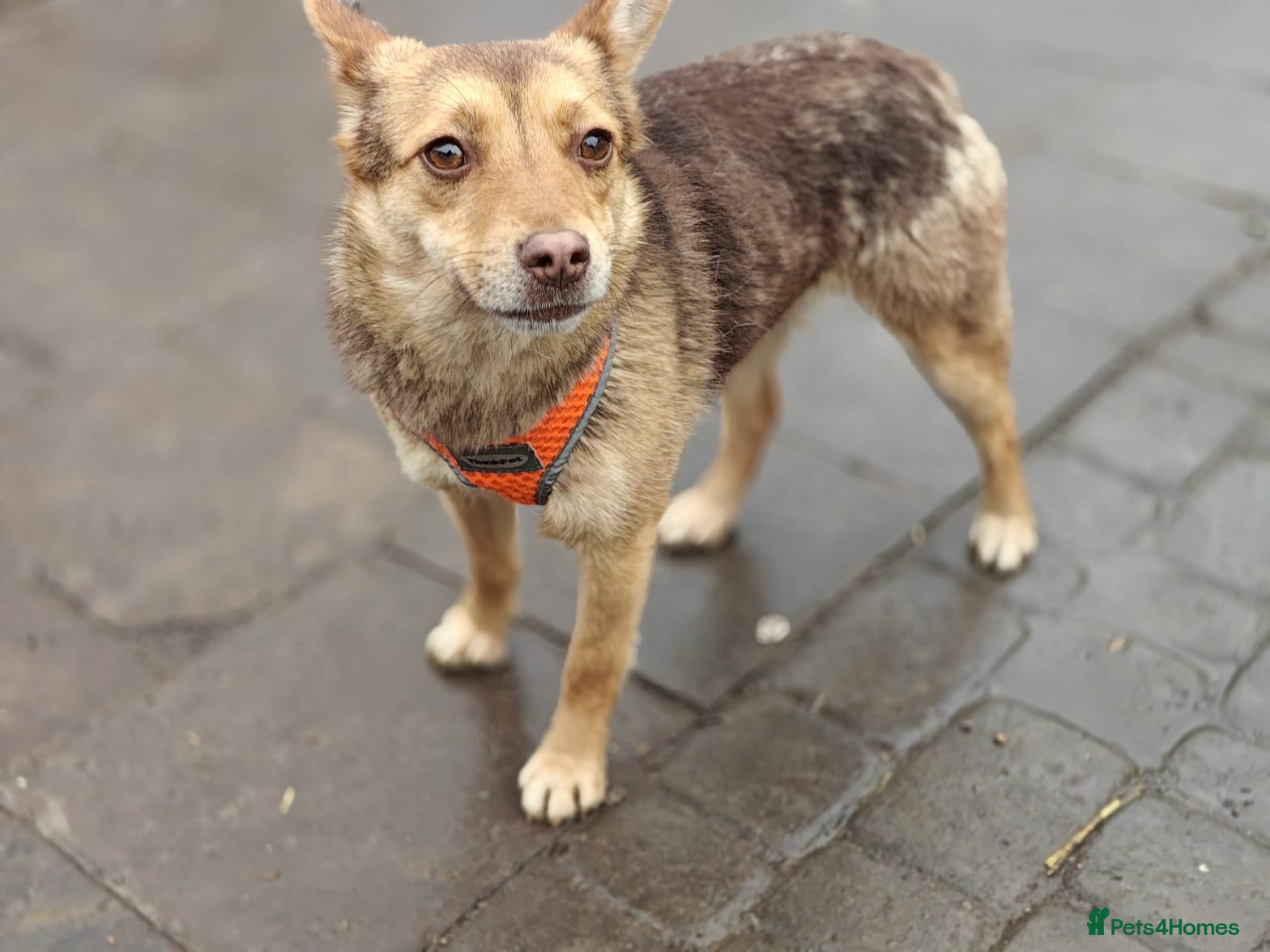 Mixed Breed dogs ❤️🐶 RUDYA – QUIET, DELICATE… AND WAITING 🐶❤️ - Advert 1