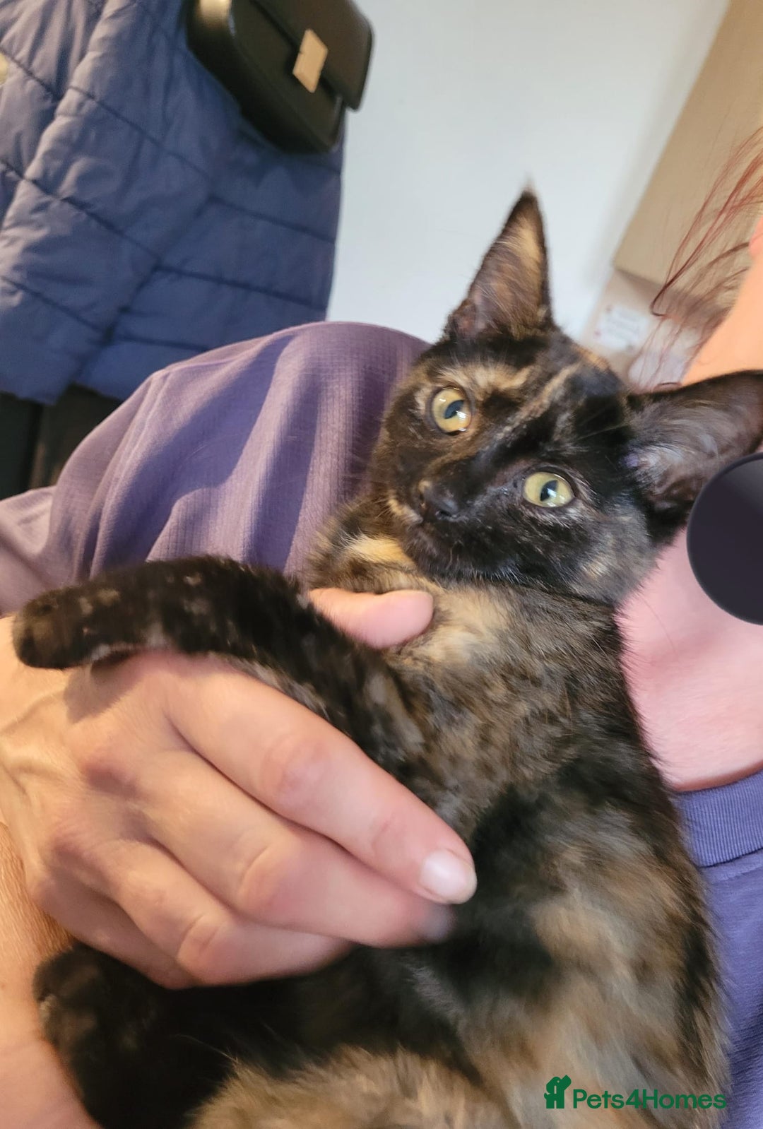 Domestic Shorthair cats for sale: Domestic short hair kittens  - Image 3