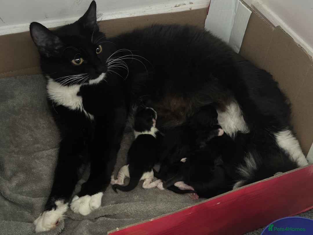 Siberian cats for sale: 5 Siberian Kittens & Mother Cat Available - Advert 7