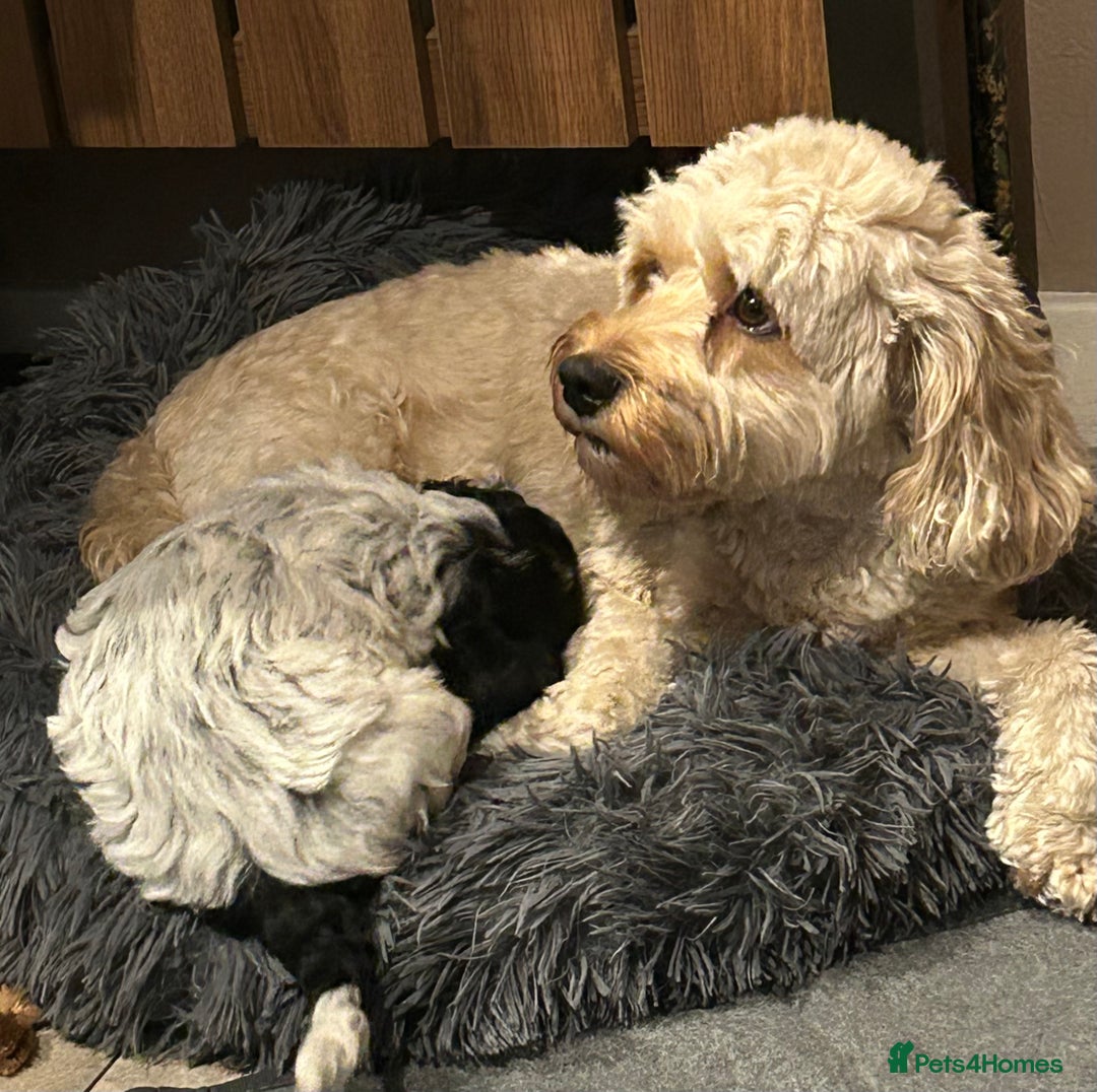 Cockapoo dogs for sale: Blue Roan F2 Female Cockapoo  - Advert 8