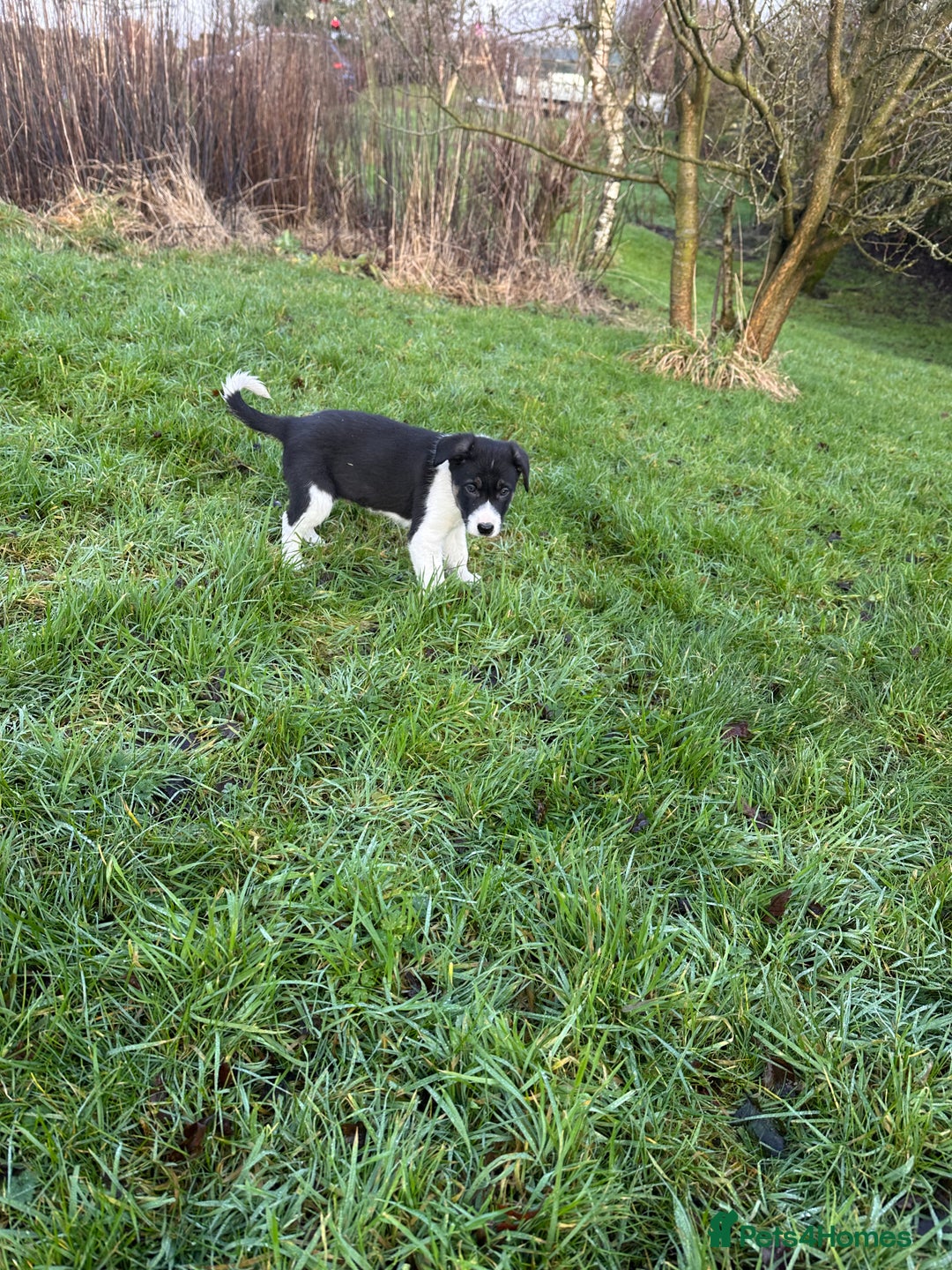 Border Collie dogs for sale: 3 Border Collie Tri-Coloured Puppies - Advert 2