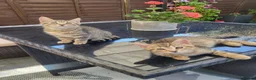 Mixed Breed cats for sale: Two gorgeous female kittens - Advert 9