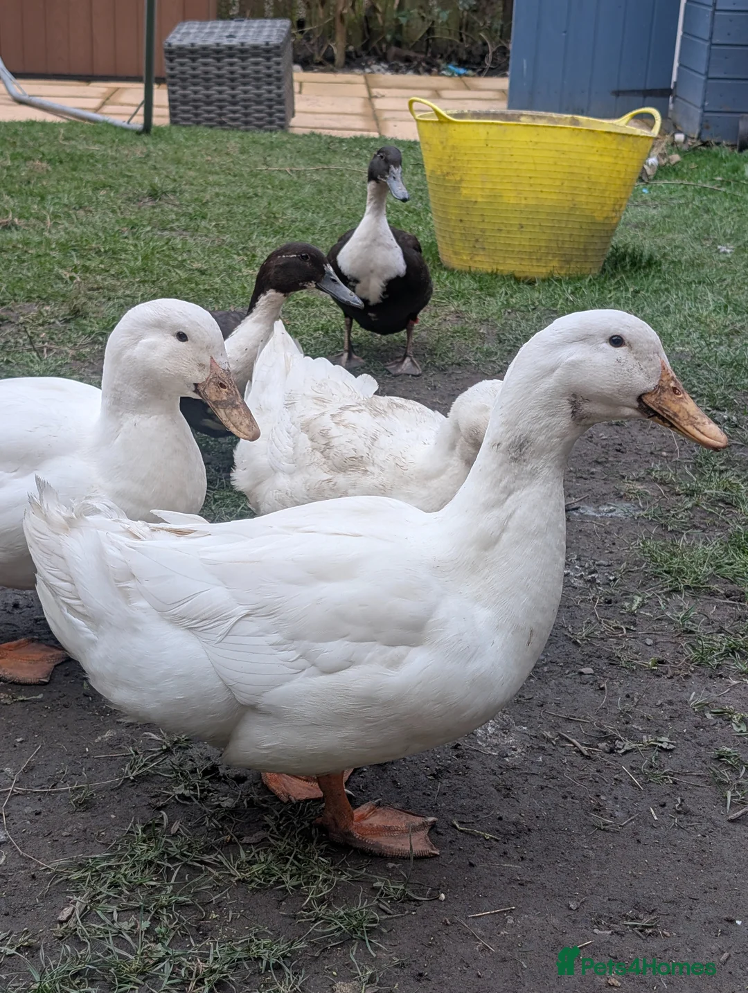 Ducks poultry for sale: Two Male Cherry Valley Ducks - Advert 1