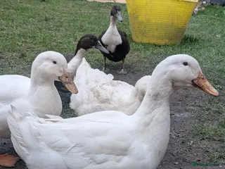 Ducks poultry Two Male Cherry Valley Ducks - Advert 13