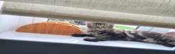 Maine Coon cats for sale: Rare Red Silver Maine Coon Kittens Available  - Advert 15