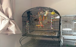 Conures birds for sale: Bingo conure  - Image 3